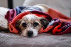 A small Jack Russel dog lies wrapped in a brightly colored blanket on a couch. Looking at the camera. 