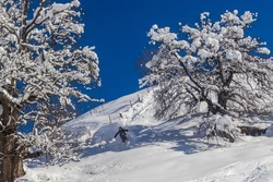 A skier descends soft snow hills among giant snow-covered trees, Tetnuldі resort in Mestia