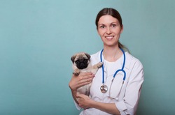 Veterinary doctor woman holding a pug puppy and smiling. Veterinary medicine. Copy space