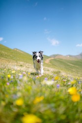 A happy dog border collie running at the camera at the sun in the mountains