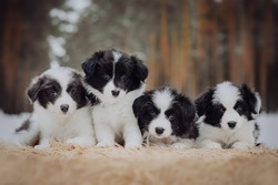 Border collie puppies black and white in he winter forest