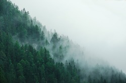Foggy pine forest in Switzerland. 