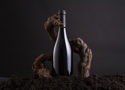 Wine Bottle With Vine to embrace the Bottle, From Hearth and Black Background. Old and Traditional Concept