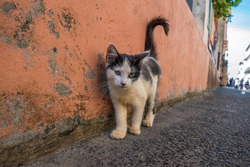 Little Street Cat, posing for photography on a Pelourinho street in Salvador, Brazil