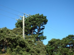 forest overgrown trees and electricity cables on utility pole