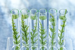 GMO : samplings of genetically modified plants growing inside test