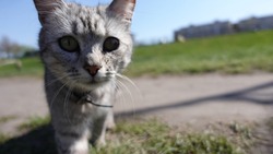 A portrait of cute grey cat looking at the camera. Homeless cat lost on a street hungry. Beautiful Cat with collar on his neck. Poor homeless cat looking for food and shelter. Lost animal scared