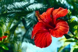 big red hibiscus flower on the sky background
