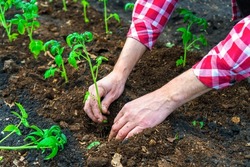 Human hands and tomato seedling against soil fertilized by mulch. Farmer plants tomato seedlings in open ground. Spring work in kitchen-garden, vegetable crop cultivation, farming concept