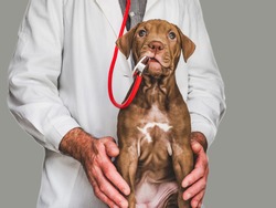 Pretty, tender puppy of chocolate color at the reception at the vet doctor. Close-up, isolated background. Studio photo. Concept of care, education, obedience training and raising of pets
