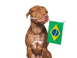 Lovable, pretty dog and Brazilian Flag. Closeup, indoors. Studio photo. Congratulations for family, loved ones, relatives, friends and colleagues. Pets care concept