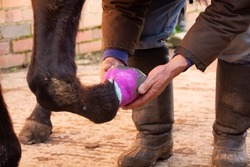 Put your hoof in my hand-man holds horses hoof as he bandages it and adds waterproof tape to its base to keep bandage dry after  the horse has injured its hoof and needs medical care.