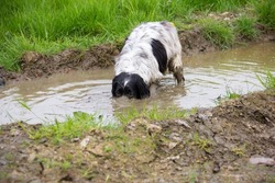 Pretty black and white spaniel playing in muddy puddle with its head under the dirty water and just it’s eyes out of the mud, a funny humorous shot of a naughty pet dog.