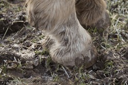 Mud fever in horses foot as it stands in muddy field in the winter.
