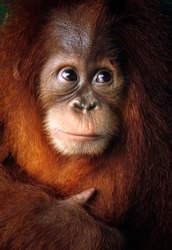  Baby orangutan close up detailed face