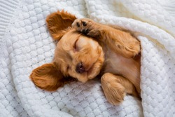 The little brown puppy of the Cocker Spaniel breed is sleeping sweetly. Fluffy pet. Funny moments from the life of a dog. Sweet Dreams.