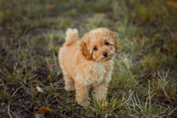 Little brown poodle. Small puppy of toypoodle breed. Cute dog and good friend.