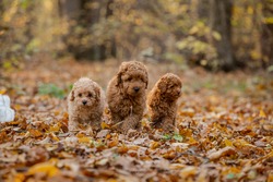 Little three brown poodle. Small puppy of toypoodle breed. Cute dog and good friend.
