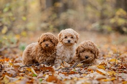 Little three brown poodle. Small puppy of toypoodle breed. Cute dog and good friend.