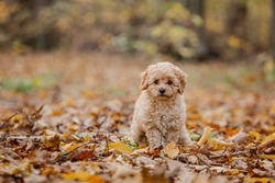 Little brown poodle. Small puppy of toypoodle breed. Cute dog and good friend. Dog games, dog training. Be my friend.