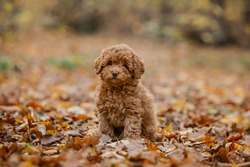 Little brown poodle. Small puppy of toypoodle breed. Cute dog and good friend. Dog games, dog training. Be my friend.