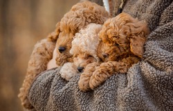 Little three brown poodle. Small puppy of toypoodle breed. Cute dog and good friend. Brown poodle in the forest.