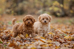 Two little brown poodles. Small puppy of toypoodle breed. Cute dog and good friend. Dog games, dog training. Be my friend.