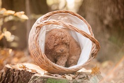 Little brown poodle sit in basket. Small puppy of toypoodle breed. Cute dog and good friend. One poodle in the forest.