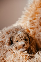 Little brown poodle. Small puppy of toypoodle breed. Cute dog and good friend.