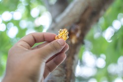 A person plucking resins gum sap from the bark of a cherry tree shallow depth of field