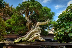 Very old Japanese Bonsai Tree in Japan at Omiya bonsai village, Saitama, Japan.