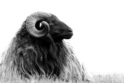 Ram black and white
