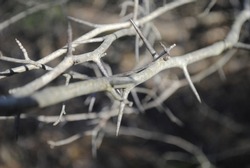 Sharp thorns on vines macro close up 