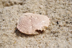 The carapace of Ovalipes ocellatus resting on sand. Also known as Leopard Crab, Atlantic Leopard, Ocellated, Calico, Ocellate Lady, Sand, Calico crab.