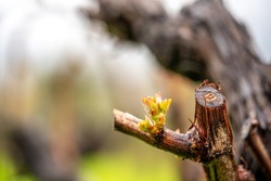Close up on young grape, gems. with foliage on a little bench of the vine in the vineyards. Outdoor life in a rural environment, agriculture magic with nature blossoms.