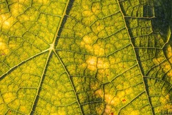 Detail on vine leaf with sun, macro shot of leaves in the vineyards in a sunny day, outdoor bright green colors