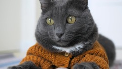 Close-up face of a beautiful gray cat with yellow eyes. The cat is dressed in an animal costume in the form of a beautiful knitted cardigan with buttons. The cat is a valuable member of the family.