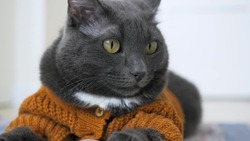 Close-up face of a beautiful gray cat with yellow eyes. The cat is dressed in an animal costume in the form of a beautiful knitted cardigan with buttons. The cat is a valuable member of the family.