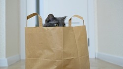 Yellow cat eyes peek out of a paper bag. Funny cat who hid in a bag from the supermarket. A gray cat sits in a bag and looks intently. The muzzle of a gray cat that looks out of the package