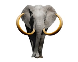 Big african elephant isolated on white background. 3d rendering.