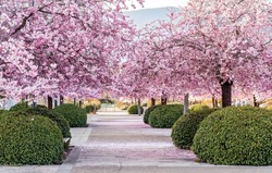 Beautiful pink blooming sakura trees alley in park at springtime. Cherry blossom trees among green formed bushes.