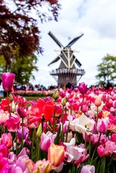 Colorful blooming tulips with windmill at background in famous Keukenhof public garden - popular tourist destination at spring season in Netherlands