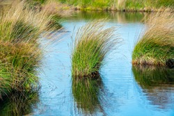 Marsh Grasses Poster or Background image of the beautiful post-glacial pools at Cors Caron Nature Reserve, Central Wales