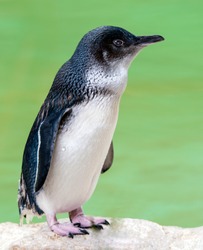 Close-up of the Australian Little Penguin (Eudyptula minor), also called the Fairy Penguin. They spend 80% of their lives at sea. There are around 32,000 still alive so do need conservancy help.