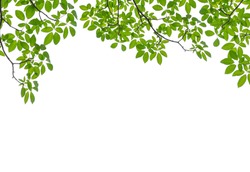 Tree Leaf Frame On White Background