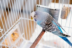 blue wavy parrot in a white cage near a dirty mirror. Pet. bird in captivity