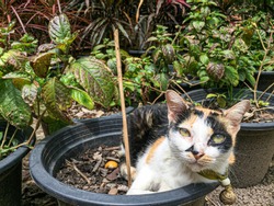 Cat sleeping in a plant pot.