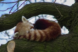 A sleeping redpanda