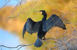 Great Cormorant, spreading its wings