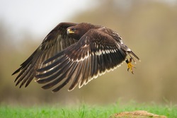 Greater Spotted Eagle during take wing